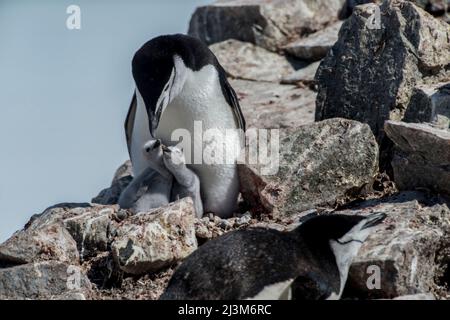 Pinguino da cinta (Pygoscelis antarcticus) a Half Moon Island cura di pulcini recentemente schiusa; Antartide Foto Stock