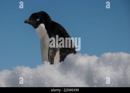 Adelie Penguin (Pygoscelis adeliae) in cima a una collina nevosa su Brown Bluff, in Antartide; Antartide Foto Stock