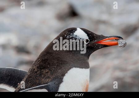 Pinguino Gentoo (Pygoscelis papua) che porta una roccia per il suo nido su Booth Island; Antartide Foto Stock