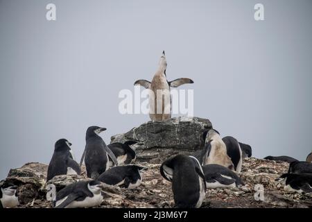 Pinguini da cinta (Pygoscelis antarcticus) nell'isola delle Shetland meridionali di Barrientos, in Antartide; Antartide Foto Stock