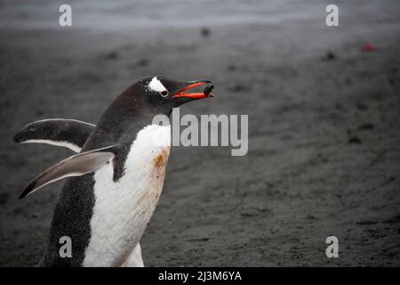Pinguino Gentoo (Pygoscelis papua) che porta una roccia per il suo nido nelle Isole Shetland meridionali; Antartide Foto Stock