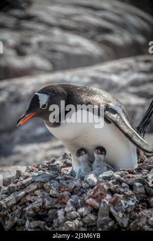 Pinguino Gentoo (Pygoscelis papua) nidificato con pulcini in Port Lockroy, Antartide; Antartide Foto Stock