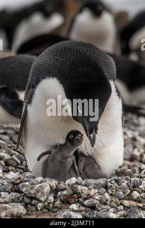 Adelie Penguin (Pygoscelis adeliae) che tende a pulcini appena schiusa a Brown Bluff; Antartide Foto Stock
