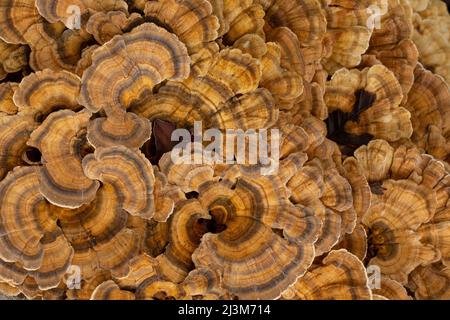 Tail fungi tacchino (Trametes versicolor); St. Thomas, Ontario, Canada Foto Stock