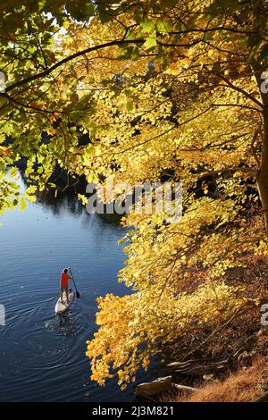 Un quindicenne pagella il suo SUP attraverso il brillante fogliame autunnale sulla sezione Widewater del canale C&o.; Potomac, Maryland. Foto Stock