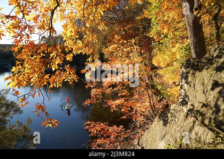 Un quindicenne pagella il suo SUP attraverso il brillante fogliame autunnale sulla sezione Widewater del Chesapeake e Ohio Canal.; Potomac, Maryland. Foto Stock