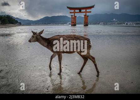 Il cervo sika (Odocoileus hemionus sitkensis) sull'isola di Miyajima, conosciuta anche come Itsukushima. Più di mille dei cervi vivono sull'isola... Foto Stock