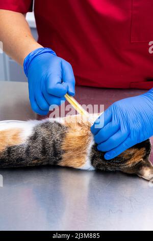 Infermiere Vet che mette un microchip animale domestico nel collo di un gatto Foto Stock