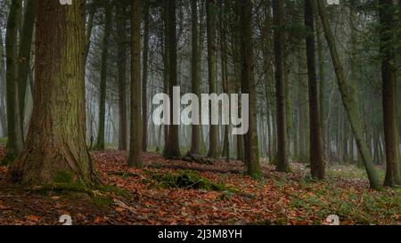 Una sottile nebbia si trova in una foresta di alberi sempreverdi; Brighton, East Sussex, Inghilterra Foto Stock