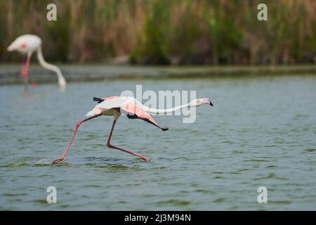 Grande Flamingo (Phoenicopterus roseus) a piedi in acque poco profonde, Parc Naturel Regional de Camargue; Francia Foto Stock