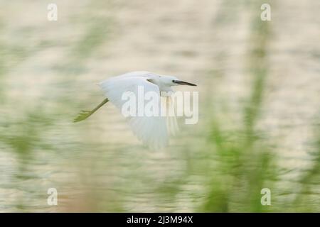 Grande egret (Ardea alba) in volo sull'acqua, Parc Naturel Regional de Camargue; Camargue, Francia Foto Stock