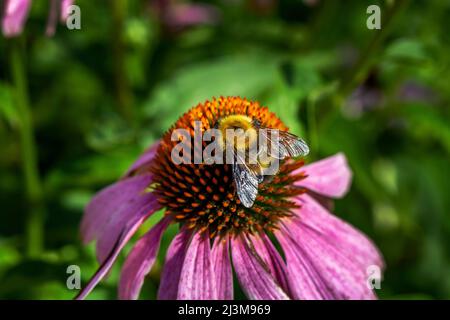 Primo piano estremo di un'ape su un fiore di Echinacea; Calgary, Alberta, Canada Foto Stock