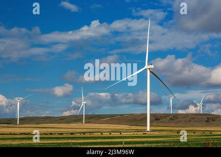 Grandi turbine eoliche in metallo in un campo con bestiame al pascolo e cielo blu e nuvole; Alberta, Canada Foto Stock