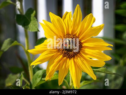 Primo piano di un girasole con un'ape in un giardino; Calgary, Alberta, Canada Foto Stock