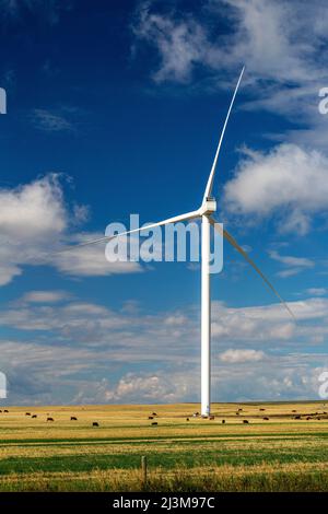 Grande turbina eolica in metallo in un campo con bestiame al pascolo e cielo blu e nuvole; Alberta, Canada Foto Stock