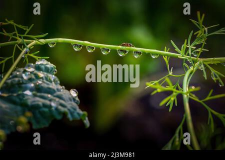 Una formica che attraversa una vite in un giardino con gocce d'acqua che pendono giù dalla vite; Calgary, Alberta, Canada Foto Stock