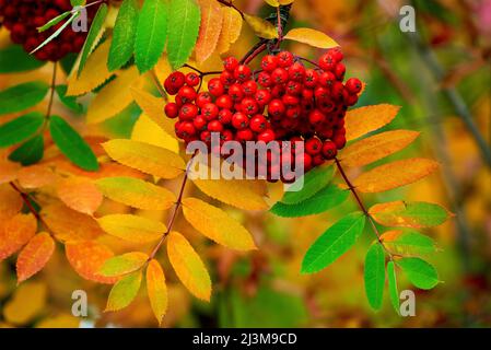 Primo piano di bacche di cenere di montagna appese all'albero con foglie colorate in autunno; Calgary, Alberta, Canada Foto Stock