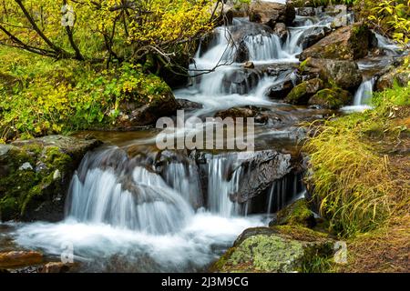 Cascate di ruscello di montagna che scorrono su rocce in una foresta, Banff National Park; Alberta, Canada Foto Stock
