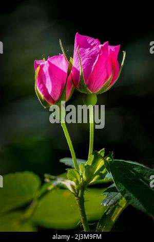 Primo piano delle rose selvatiche (Rosa acicularis) che fioriscono su un cespuglio; Calgary, Alberta, Canada Foto Stock