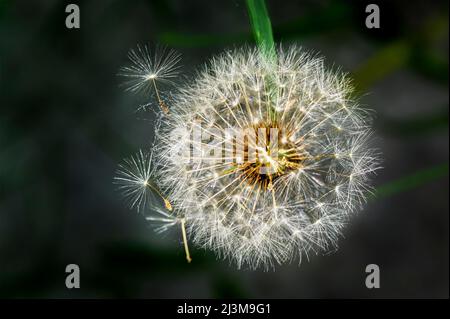 Primo piano di una testa di seme di dente di leone; Calgary, Alberta, Canada Foto Stock