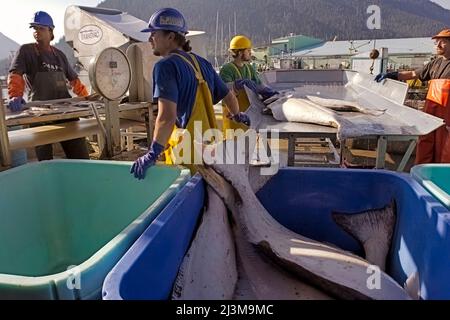 I lavoratori scaricano e pesano i pesci sul molo di una conserviera. Il porto di Petersburg ha la più grande flotta di ippoglossi del sud-est dell'Alaska Foto Stock