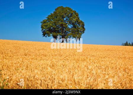 Washington state, USA --- campo di grano che cresce sotto le nuvole di puffy © Craig Tuttle Foto Stock