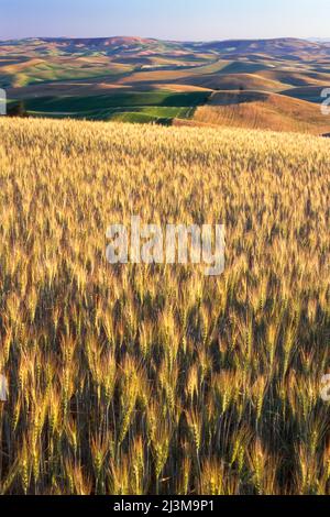 Campo di grano in primo piano con terreni agricoli su un vasto paesaggio ondulato in lontananza; Palouse, Washington, Stati Uniti d'America Foto Stock