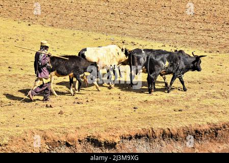 Allevatore di bestiame che sposta bestiame attraverso terreni agricoli aridi; Etiopia Foto Stock