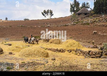 Allevatore di bestiame che sposta bestiame attraverso terreni agricoli aridi; Etiopia Foto Stock