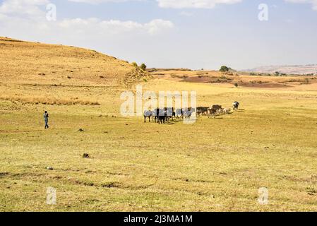 Allevatore di bestiame che sposta bestiame attraverso terreni agricoli aridi; Etiopia Foto Stock