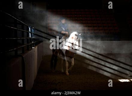 Il giovane cowboy sulla mustang selvaggia gareggia in uno spettacolo ippico; Reno, Nevada, Stati Uniti d'America Foto Stock