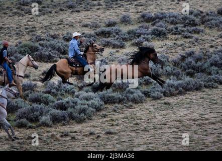 Lo stallone selvaggio tenta di fuggire dai cowboy durante un raduno del Bureau of Land Management; Rock Springs, Wyoming, Stati Uniti d'America Foto Stock