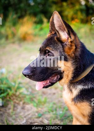 Ritratto di un cucciolo di pastore tedesco. Passeggiate nel parco su sfondo verde. Foto Stock