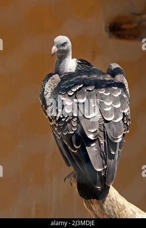Rüppell's vulture (Gyps rueppellii), il Bioparco di Roma, lazio, Italy Foto Stock