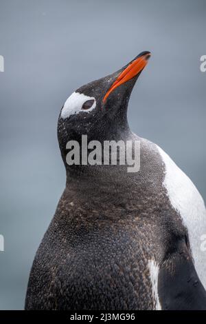 Primo piano del pinguino gentoo che inclina la testa all'indietro Foto Stock