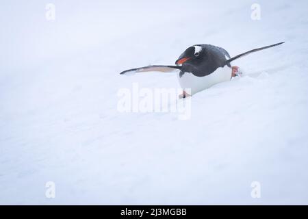 Body surf pinguino Gentoo su una pista innevata Foto Stock