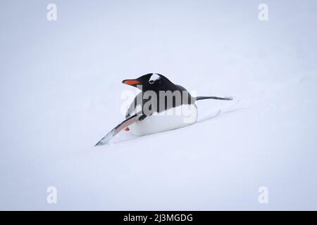 Il pinguino Gentoo si trova sul ventre nella neve Foto Stock