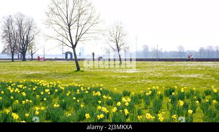Springtime in Düsseldorf: Green meadow with blooming yellow daffodils. Blurred background with Rhine Tower. Foto Stock