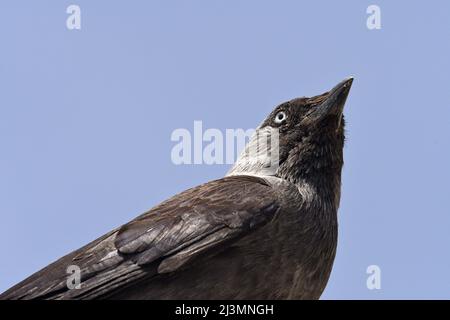 Primo piano di jackdaw occidentale (Corvus monedula) Foto Stock