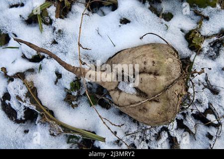 Coltivazione della barbabietola da zucchero, olericoltura. Raccolto di radice è raccolto prima delle gelate e raccolto in mazzo di deposito (banca esterna), deposito è befor intermedio s. Foto Stock