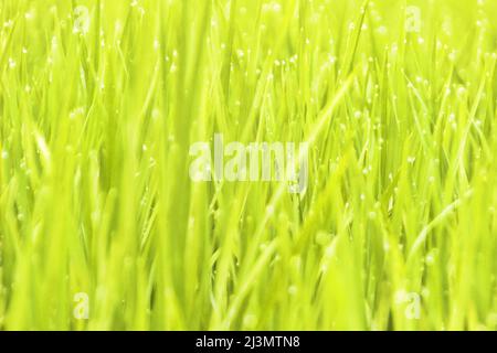 Il riso verde bello spara su risaie e meno egret. Sri Lanka, dicembre Foto Stock