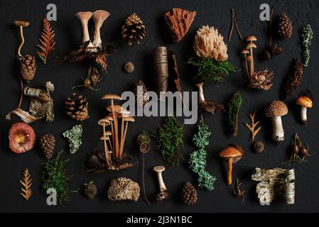 Elementi della foresta autunnale wilde sullo sfondo scuro testurizzato, vista dall'alto Foto Stock