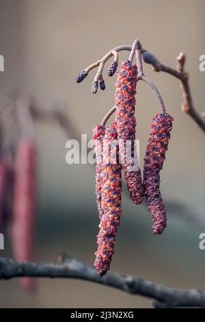 L'ontano marrone catkins primo piano sullo sfondo sfocato, primavera - alnus glutinosa Foto Stock