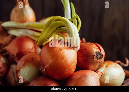 Un mucchio di cipolle biologiche con germogli verdi su sfondo scuro. Cipolla vecchia con radici e frecce verdi. Periodo di primavera dell'agricoltura. Cibo biologico backgroun Foto Stock