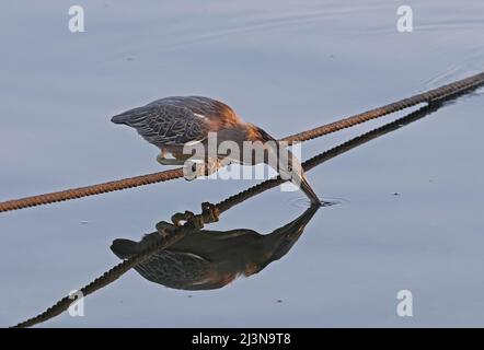 Erone striato (Butorides striata) adulto arroccato su barca pesca falchi con riflessione in mare Mar Arabico, Oman Dicembre Foto Stock