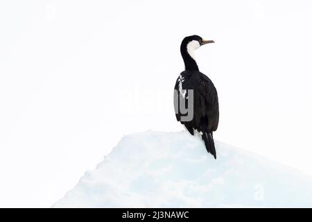 Luce del pomeriggio, primo piano Shag Antartico (Leucocarbo bransfieldensis) seduto sul ghiaccio marino, Marguerite Bay, a sud del cerchio Antartico. Antartide Foto Stock