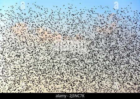 Starlings- gregge gigante che volano, volo serale Foto Stock