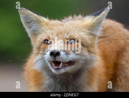 Volpe rossa Vulpes vulpes che mostra i suoi denti in autunno a Algonquin Park, Canada Foto Stock