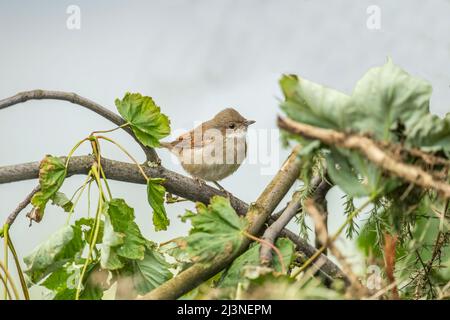 Whitegola arroccato su un ramo, da vicino Foto Stock