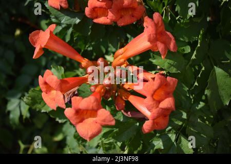 Bellissimi fiori rossi della tromba o tromba superriduttore (Campsis radicans). Ramo di tromba con molti fiori rossi. Ampsis Flamenco luminoso Foto Stock